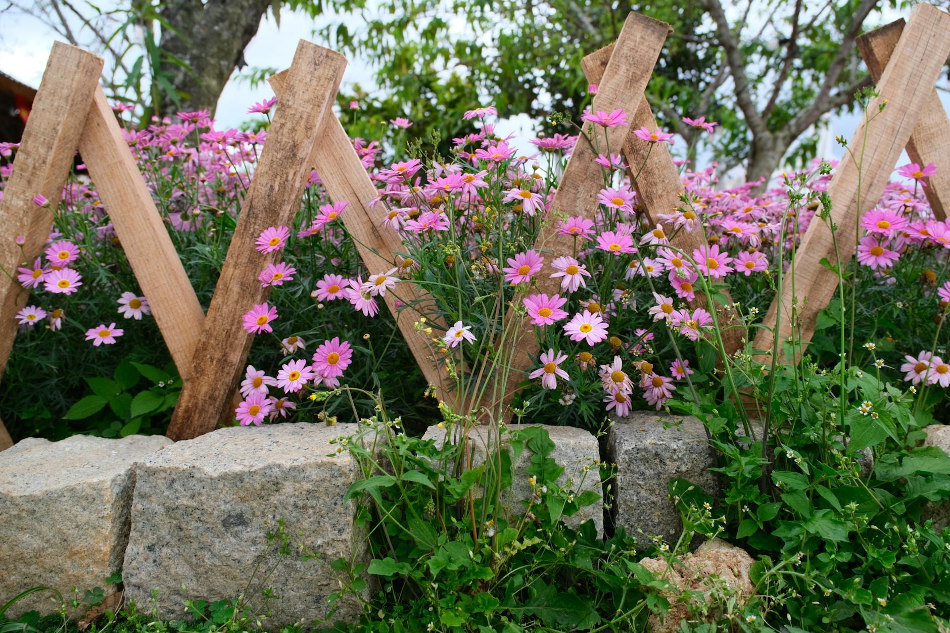 Różowe margerytki kwitnące przy rustykalnym drewnianym ogrodzeniu