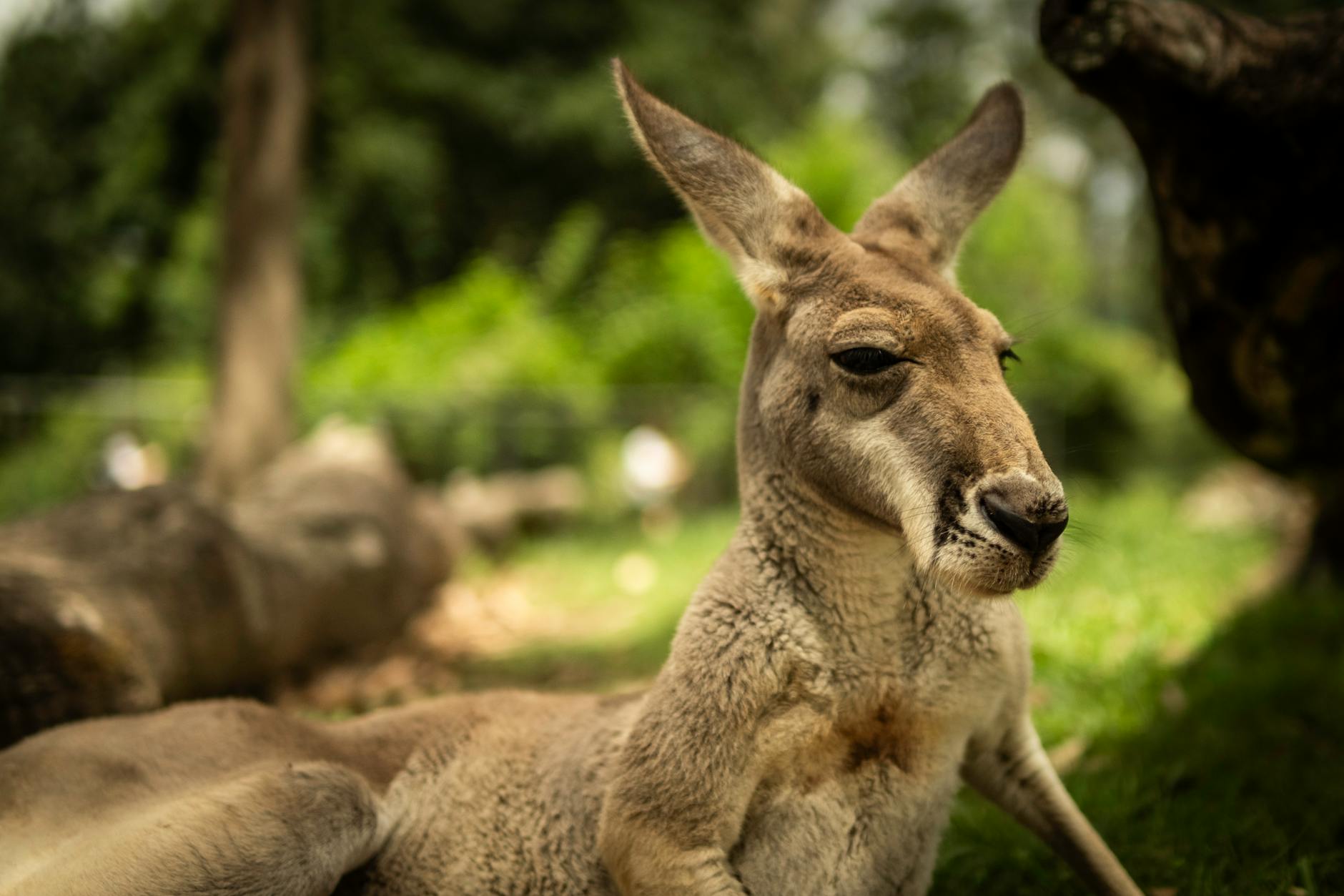 Odpoczywający kangur w zieleni w Brisbane w Australii